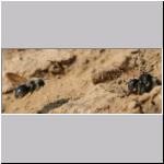 Andrena vaga - Weiden-Sandbiene 19.jpg